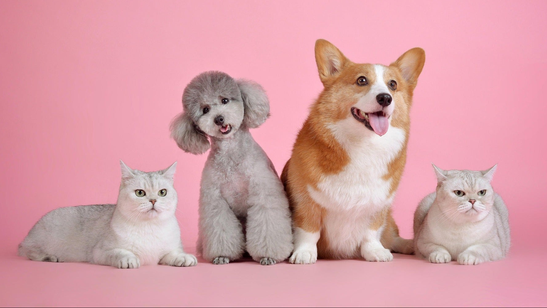 petboxindia